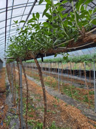 청양 산골꾸찌뽕 님의 자유주제 · 자유게시판 작성글 사진