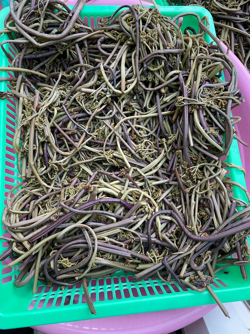 수산자매농장님의 장터 판매 상품 [제주 자연산 건고사리 600g] 첨부 사진