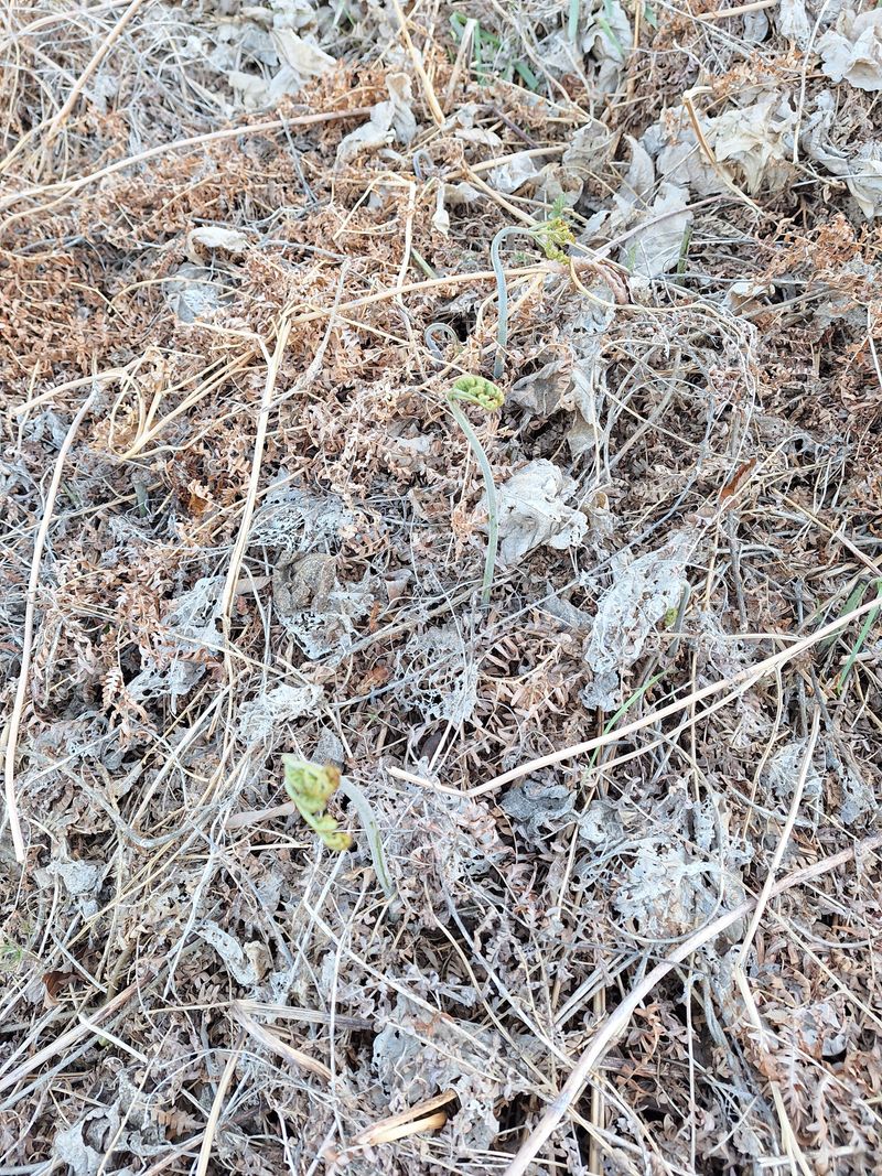 하동베리굿베리팜님의 장터 판매 상품 [경남 하동 햇 먹고사리 600g] 첨부 사진