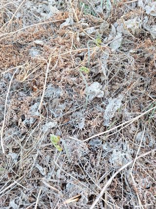 하동베리굿베리팜님의 작성글 사진