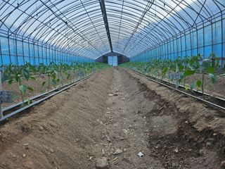 전봉우(채미농원)님의 자유주제 · 자유게시판 작성글 사진