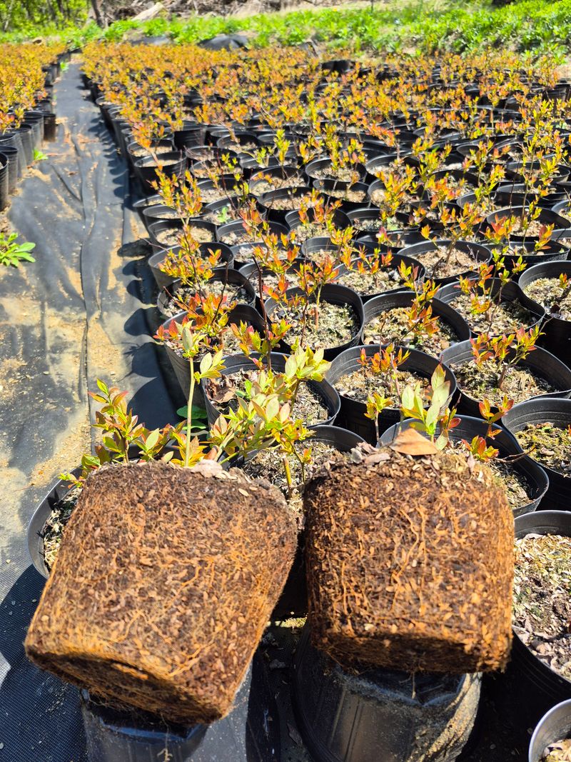 장터 상품 [블루베리 묘목(듀크,블루골드,등등 북부종 다량 보유] 썸네일