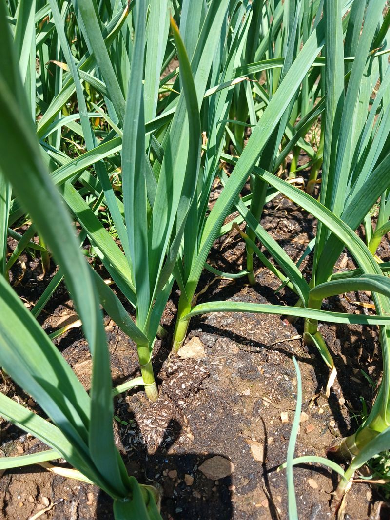 이혜란님의 장터 판매 상품 [홍산마늘예약받고있습니다.] 첨부 사진