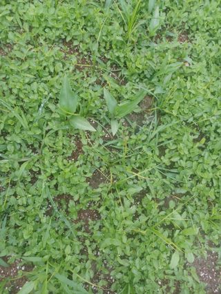 무료지식나눔 팜닥터님의 자유주제 · 자유게시판 작성글 사진