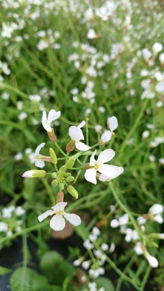 산골촌부님의 자유주제 · 자유게시판 작성글 사진