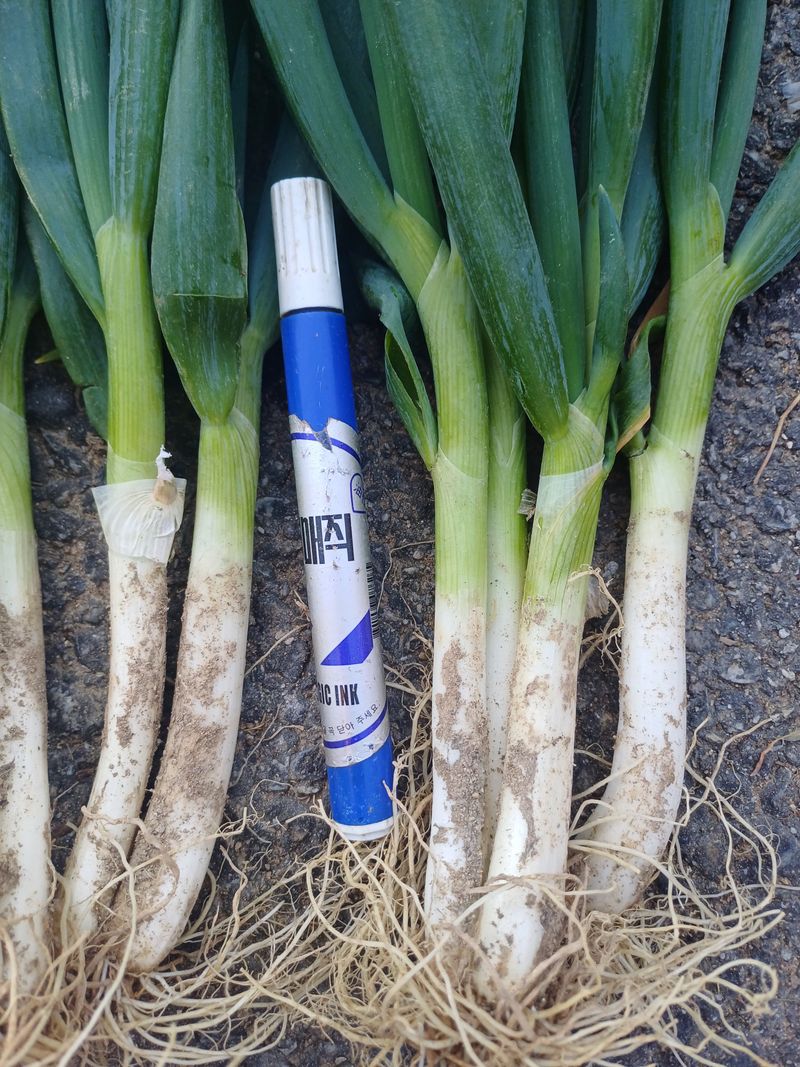 장터 상품 [요술대파.순천동파  판매] 썸네일