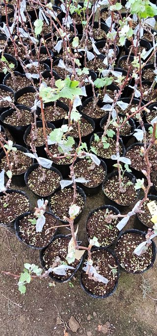 뿌리묘목농원님의 자유주제 · 자유게시판 작성글 사진