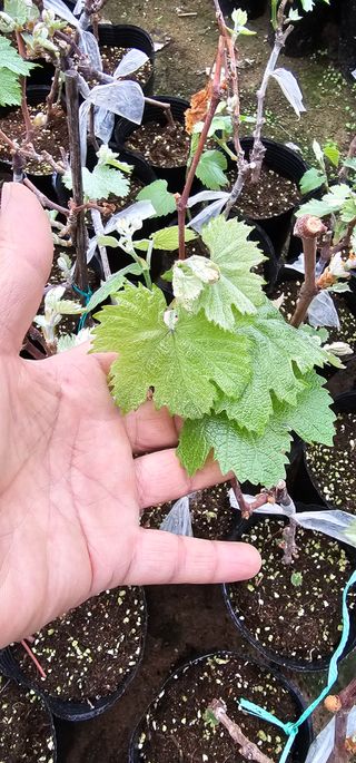 뿌리묘목농원님의 자유주제 · 자유게시판 작성글 사진