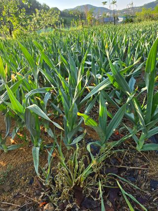 박정희 님의 자유주제 · 자유게시판 작성글 사진