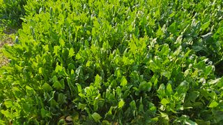 강옥만님의 작성글 사진