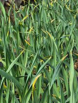 팜모닝 농사, 무엇이든 물어보세요!·참여글 게시글 이미지