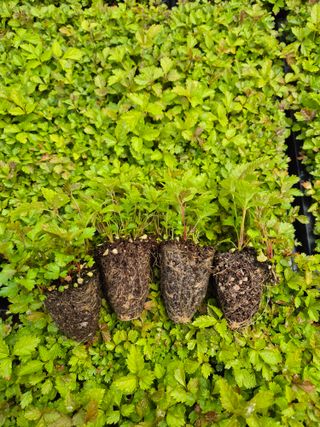 병풍취산채농원님의 자유주제 · 자유게시판 작성글 사진