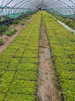 병풍취산채농원님의 자유주제 · 자유게시판 작성글 사진