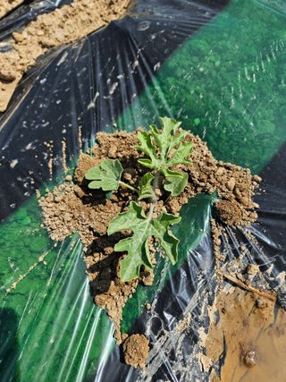 백호순(후추)님의 자유주제 · 자유게시판 작성글 사진