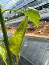 팜모닝 농사, 무엇이든 물어보세요!·참여글 게시글 이미지