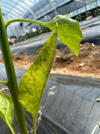 이계성님의 농사, 무엇이든 물어보세요! · 참여글 작성글 사진