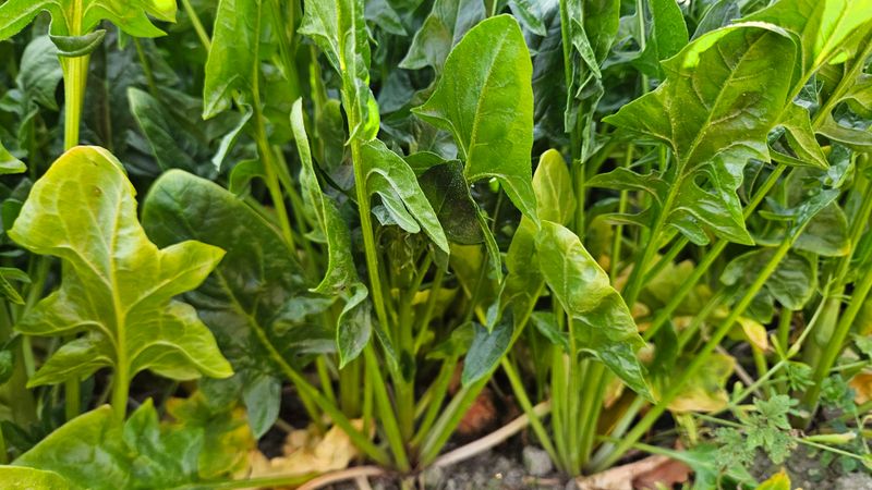 강옥만님의 장터 판매 상품 [동오른 시금치나물용1kg] 첨부 사진