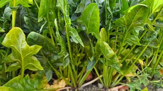 강옥만님의 작성글 사진