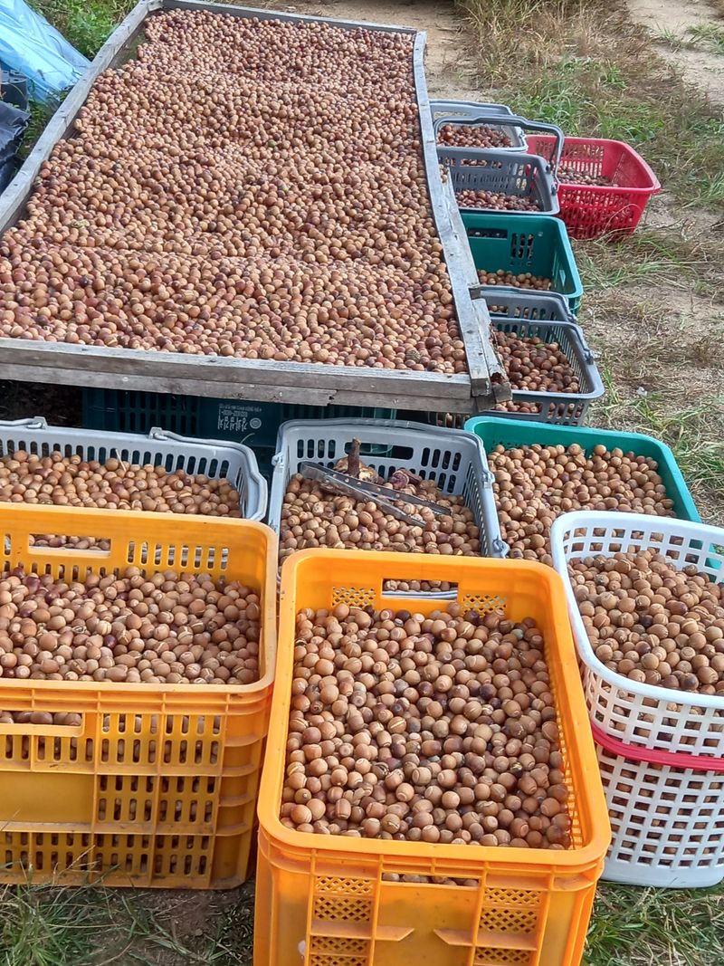 장터 상품 [도토리가루1kg] 썸네일