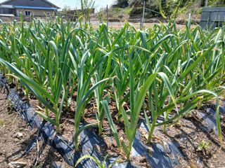 소농부인님의 자유주제 · 자유게시판 작성글 사진