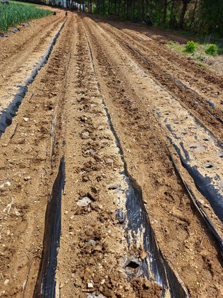 태일농산이정수님의 자유주제 · 자유게시판 작성글 사진