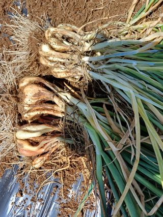 유영옥님의 자유주제 · 자유게시판 작성글 사진