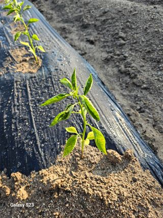자미농원~김미자님의 자유주제 · 자유게시판 작성글 사진
