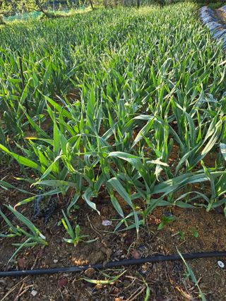 박정희 님의 자유주제 · 자유게시판 작성글 사진