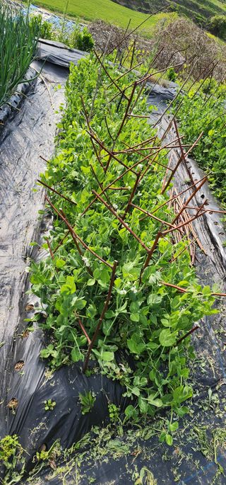 김선례님의 자유주제 · 자유게시판 작성글 사진