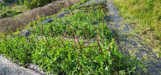 김선례님의 자유주제 · 자유게시판 작성글 사진