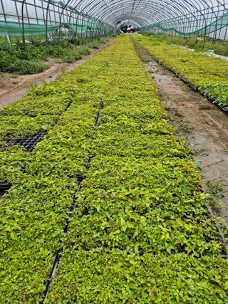 병풍취산채농원님의 자유주제 · 자유게시판 작성글 사진
