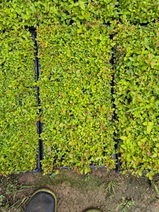 병풍취산채농원님의 자유주제 · 자유게시판 작성글 사진