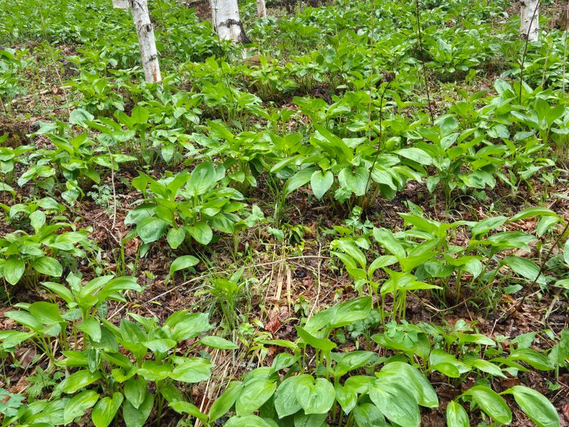 장터 상품 [운두령 줄기명이 1kg] 썸네일