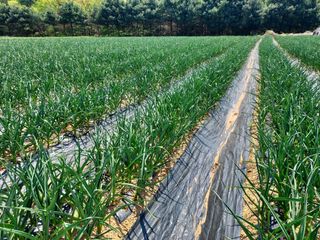 태일농산이정수님의 자유주제 · 자유게시판 작성글 사진