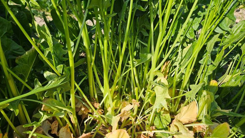 강옥만님의 장터 판매 상품 [동오른 시금치나물용1kg] 첨부 사진