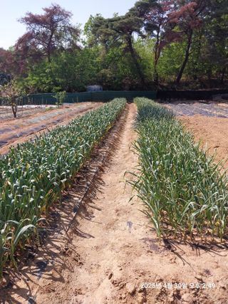 성주 농업인님의 자유주제 · 칭찬해요 작성글 사진