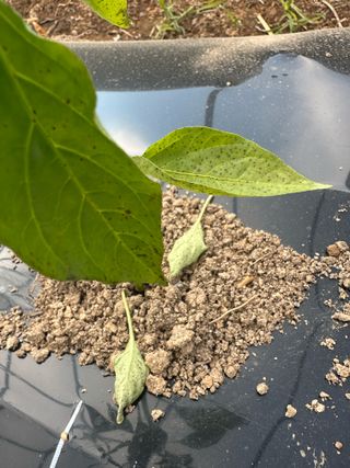 이계성님의 농사, 무엇이든 물어보세요! · 참여글 작성글 사진