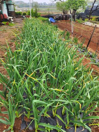 콩8087님의 자유주제 · 자유게시판 작성글 사진