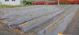 토마스님의 고추 · 영농일지 작성글 사진