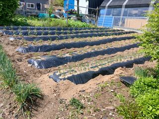 소농부인님의 자유주제 · 자유게시판 작성글 사진