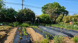 삼례텃밭지기님의 자유주제 · 자유게시판 작성글 사진