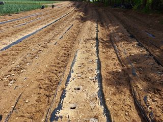 태일농산이정수님의 자유주제 · 자유게시판 작성글 사진