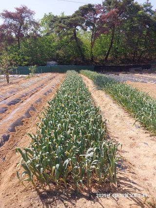 성주 농업인님의 자유주제 · 칭찬해요 작성글 사진