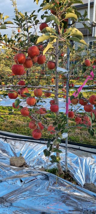 들깨17788님의 농사, 무엇이든 물어보세요! · 참여글 작성글 사진
