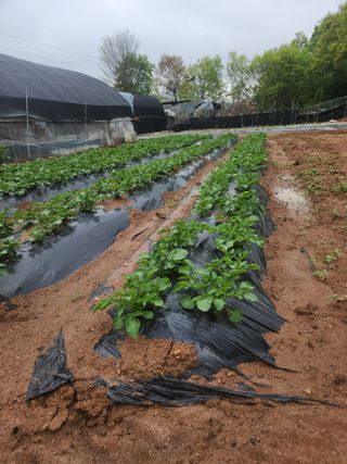 선우농장님의 자유주제 · 자유게시판 작성글 사진