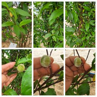 뿌리묘목농원님의 자유주제 · 자유게시판 작성글 사진