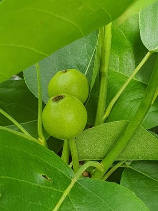 하나라도 소중하게님의 배 · 일상 작성글 사진