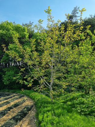 진여화 농원님의 자유주제 · 자유게시판 작성글 사진