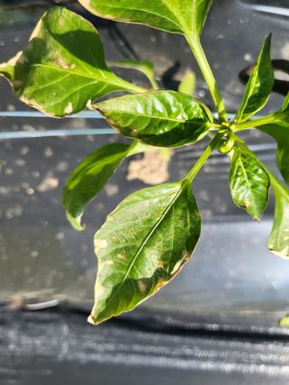 도리님의 농사, 무엇이든 물어보세요! · 참여글 작성글 사진