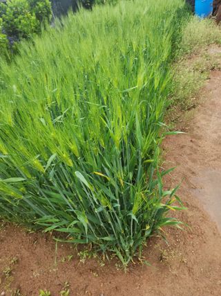 선우농장님의 자유주제 · 자유게시판 작성글 사진